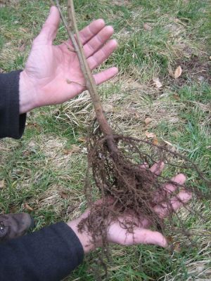 Planting a bare root hedge and sorting that moss in the lawn